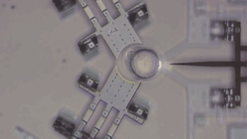 29_cell-injection-gene-therapy