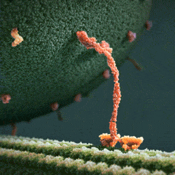 36_kinesin-protein-animated-gif