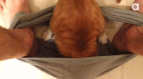 kotyezhivnost1419935_yapfiles_ru