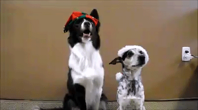 giphy