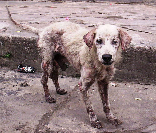 There-are-so-many-dogs-living-like-this.-How-can-I-save-them-all-Hay-tantos-perros-que-viven-como-es