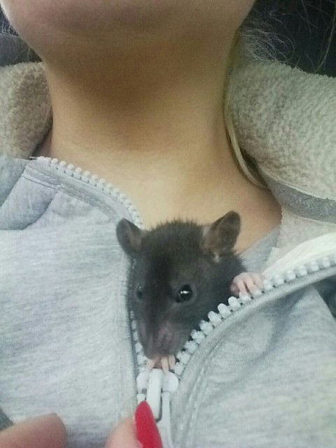 лютик 1
