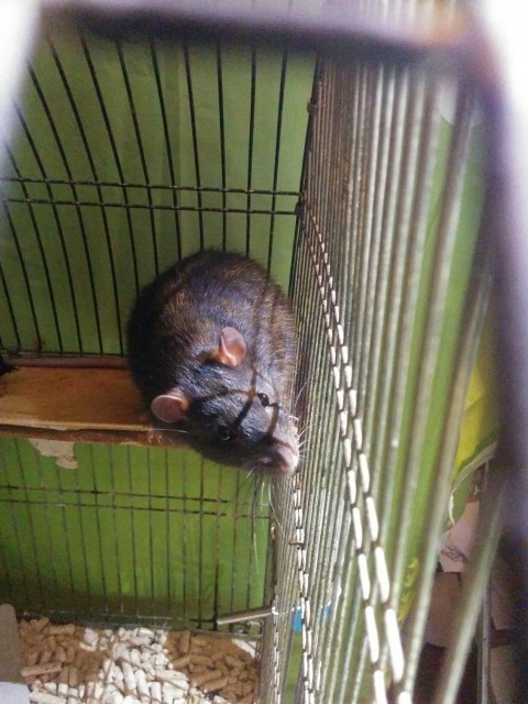 лютик 7