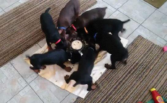 1475940393_545.new-imgur-loading-icon