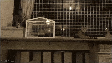 __cats2
