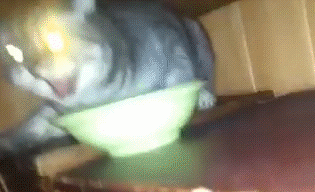 Кот злится