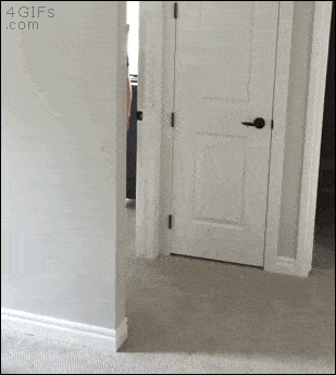 __cat_ne_ispug