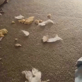 tmp_f5df7de99a104a645e62d7a1ee57c31f