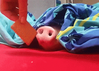 24411fa185c302554319ab835a3b99cee121e960ce84877fba9ebca679c0dffe_1