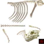 0_d114b_384d0скелет