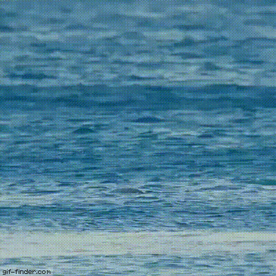-дельфин-красота-море-3430115