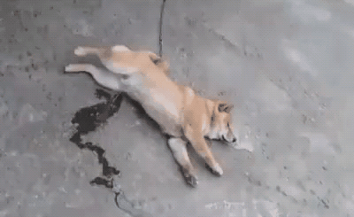 -собакен-лень-3447065