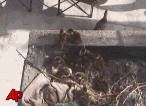 300x217x6ff98fabf72636503627552d