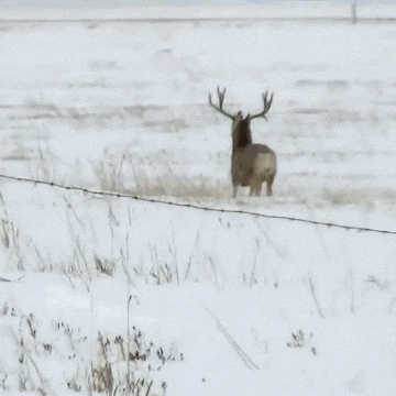 tumblr_ofvxc5ms9C1uuyy36o1_400