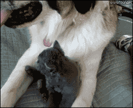 Kitten-attacks-dog-tongue_large
