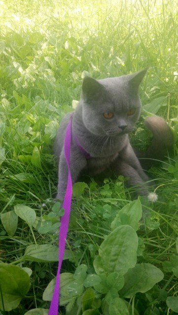 котэ