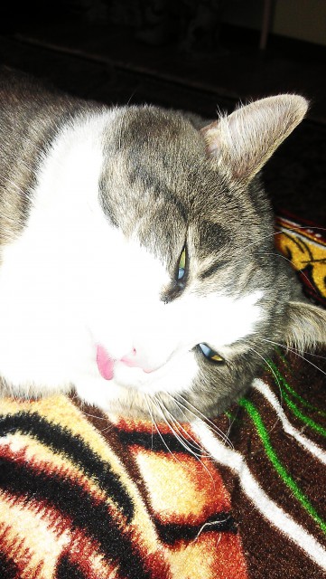 мой КотЭ