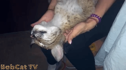 -гиф-уруру-3461096