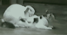 minet