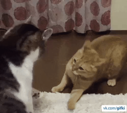 gif_1478862967