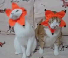 gif3477