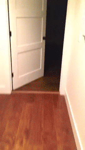 giphy-downsized-large