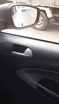 собаки ибаки