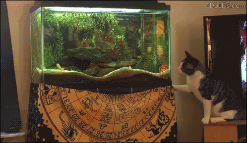 Cat-fishing-fail-pounce