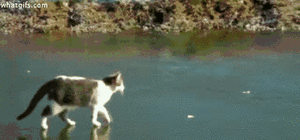 Кот-плавунец