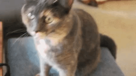 giphy