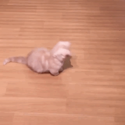 Котики рулят