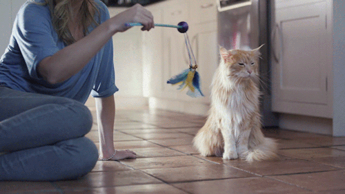 -котэ-игнор-3481568