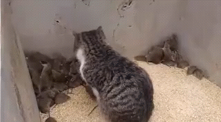 Кот и мыши
