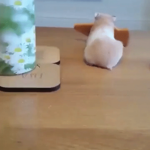 жомяк