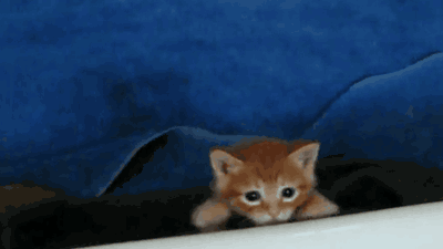 gifkittenFavim.com2326468