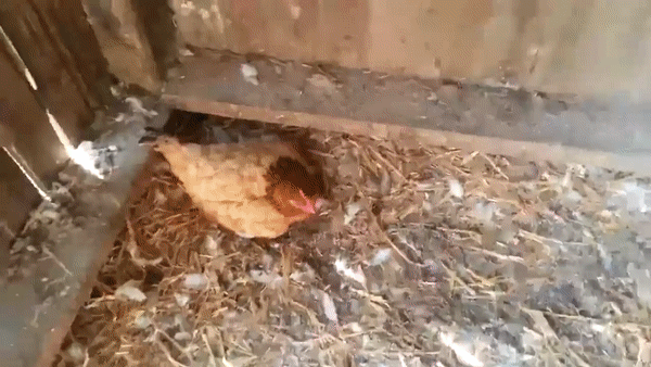 Пернатая мачеха
