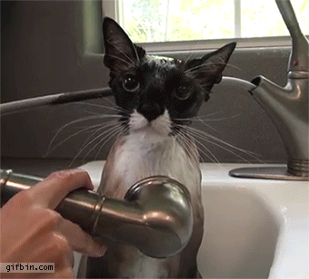 cat_taking_a_shower_in_kitchen_sink