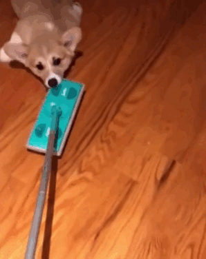 -собакен-корги-песочница-3538695