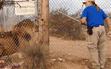 -лев-испугался-клетка-3538255