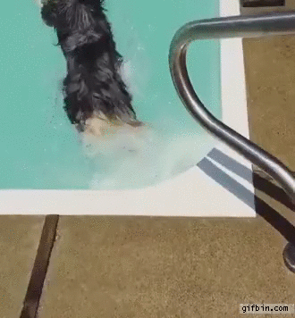 dogjumpsonswimmingdog