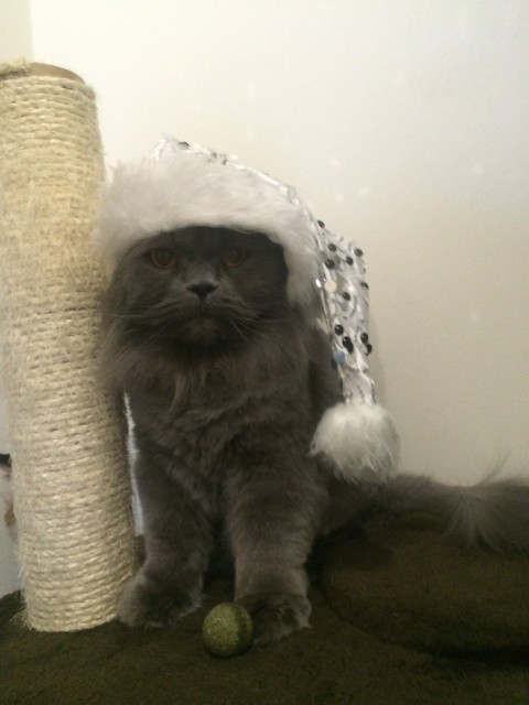 Котэ эн гэ