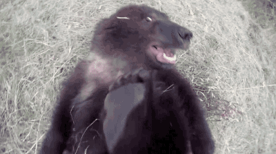 Щекотки боюсь