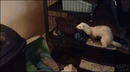 Ferret-jumps-trash-can