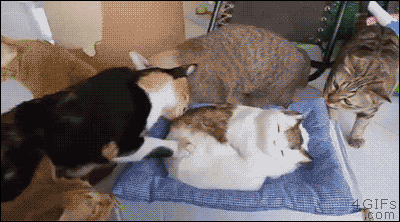 Startled-cats-peel-out