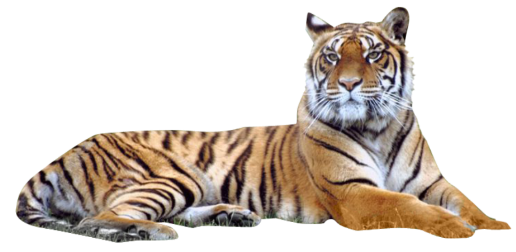 1 тигр