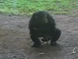 Шимпанзе и лягушка