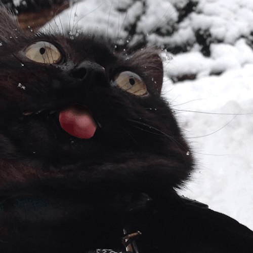 кот