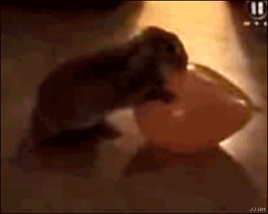 BunnyHumpsPopsBalloon