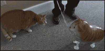 Cat_attacks_ballooncat