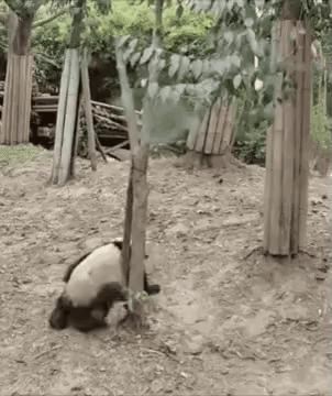 ezgif.com-video-to-gif